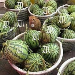 刘宇宁“娱乐吃瓜”事件始末：真相逐渐浮出水面🤔