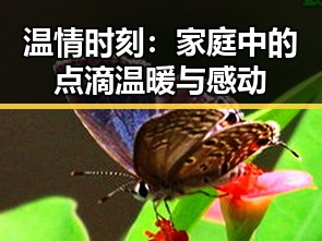 温情时刻:家庭中的点滴温暖与感动